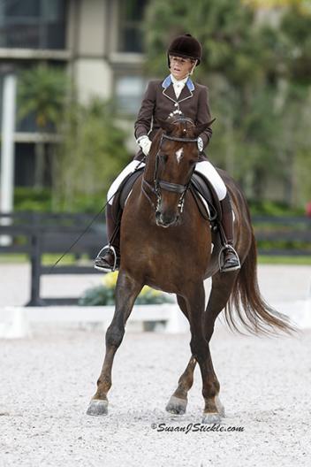 Judy Sloan rides Roseview’s Lex Lennard 10 yr old (Lauries Crusader)  training Grand Prix and competing PSG Photo: SusanJStickle