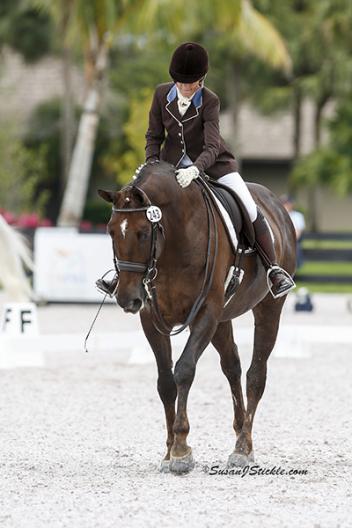 Judy Sloan rides Roseview’s Lex Lennard 10 yr old (Lauries Crusader)  training Grand Prix and competing PSG Photo: SusanJStickle
