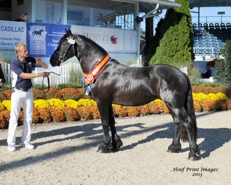 Jupiter ISF (Maeije 440 x Cleo van het Binnenveld) - Reserve Champion Colts/Geldings
