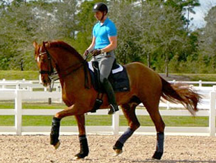Patrik Kittel schooling Scandic at the Jim Brandon Equestrian Centre in Palm Beach, Florida