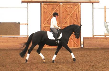 Dee Loveless and Schwanenkoenigin (Sir Donnerhall x Matcho AA/Wanderer)/5/Dee Loveless/Irmtraud Mueller photo: Cindi Rose Wylie