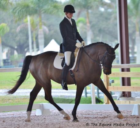 Spycoast Farm Young Horse Series Four-Year-Old Dressage Test Level 1 winner, Ragtime (Rosenthal/Clintino), bred by Banburry Cross and owned by Judy McGaughen earned the championship scoring  78.7