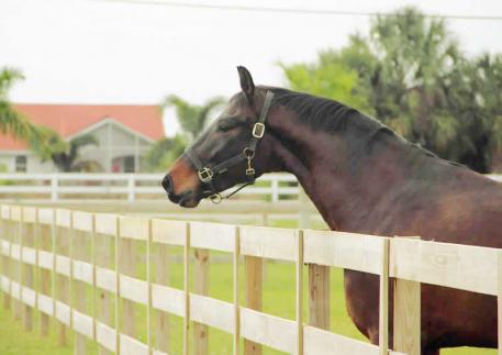 Meagan Davis Dressage Photo: Meagan Davis