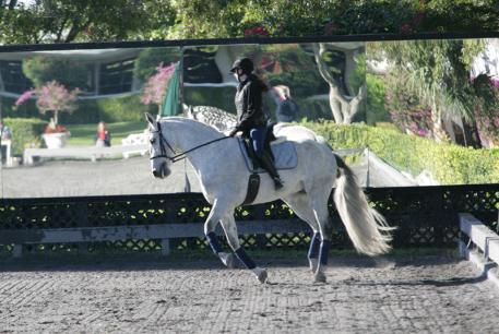 Meghan Watt riding Invicto MC at the 2014 Lendon Gray Winter Intensive Training Program  Photo: Betsy LaBelle
