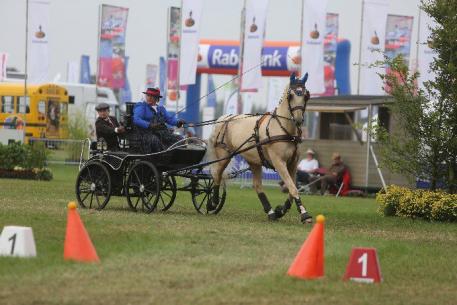 2012 FEI Para-Equestrian Driving World Championships in Breda, the Netherlands. Driver is Diane Kastama, Horse is Ruby KWPN , Groom is Jody Cutler Picture taken by Marie de Ronde.