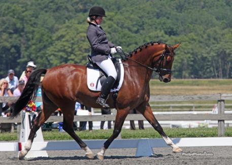 Markel/USEF Young Horse Dressage Selection Trial Six-year-old winner Biscaya by Johnson-SPS Hauptstutbuch Audrey by Argentinus. Photo: Mary Phelps - phelpsphotos.com