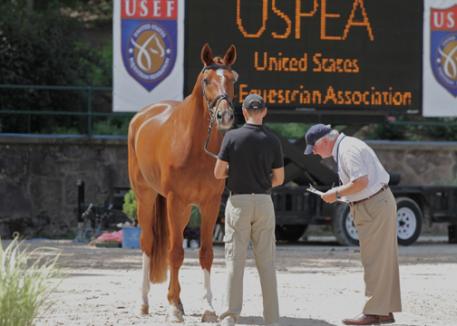 Axel Steiner scrutinizes Sundance 8 with Steffen Peters in the jog for the 2012 Intermediaire Championships at the USEF Festival of ChampionsPhoto: Tigger Montague