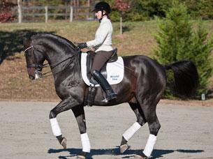 Jennifer Baumert and Marydell Farm’s Hanoverian Stallion Don Principe (1999 by Donnerhall out of SPS daughter of Prince Thatch xx) schooling at the training location for Cloverlea Farm at Cross Creek Farm in Columbus, North Carolina.Credit: Pat Girard Photography