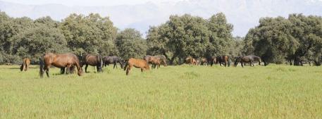 Yeguada de Ymas farm in Spain called Sandaraca Vince  Photo: Yeguada de Ymas
