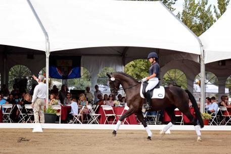 The Main Event - Auction offering "Domino"