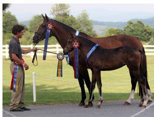 Quintessa MF - Reserve Champion Filly of 2010 Handled by Brendan Curtis (Photo Mary McKenna)