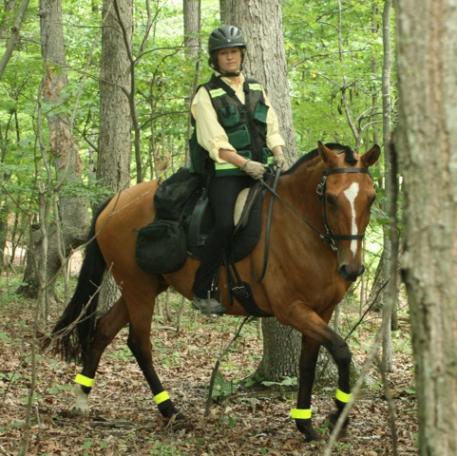 Recusa Interagro, owned by Sarah Vogeley of New Forest Farm, is an integral part of TrotSAR, an equine search and rescue that serves government public safety organizations in rescuing victims in wilderness, rural or urban/suburban settings. (Photo: Sarah Vogeley)