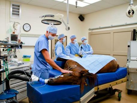 Arthroscopic surgery at Rood & Riddle Equine Hospital