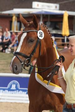 2013 Champion St.Pr.A. Royal Rose by Royal Classic/Weltmeyer
