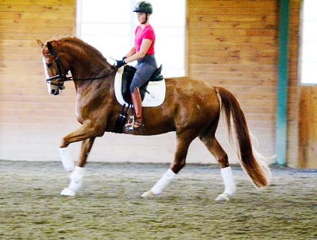 Meagan Davis Dressage Photo: Meagan Davis