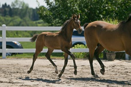 Sheneca - a 2013 colt by Sir James (Sir Donnerhall/Feiner Stern) out of Elite Mare Dhewpoint (DiCaprio/Monty) - Premium Foal and Foal of Distinction ribbon by the Oldenburg Horse Breeders Society (Photo: Stacy Lynne)