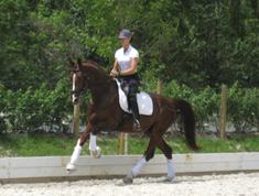 Divine Harmonie offered by Bianca Berktold of Berktold Dressage
