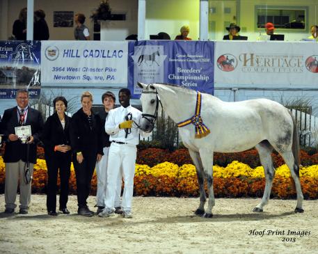 The Grand Champion and USDF Mare Champion of the 2013 Breed Show was the German Oldenburg mare Sanibelle by Sir Donnerhall I 