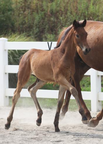 Schooter RSF (Shakespeare RSF) Foal of distinction, and for Mo Swanson "One of the best foals I have ever produced!"