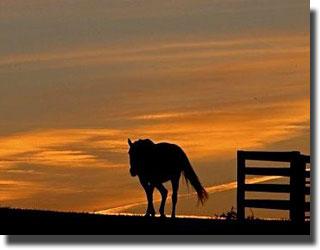 Photo: Shirley McQuillan