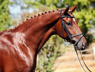 Catalogue #14 - Dona Francesca (Don Frederico/Weltmeyer/Fabriano) 