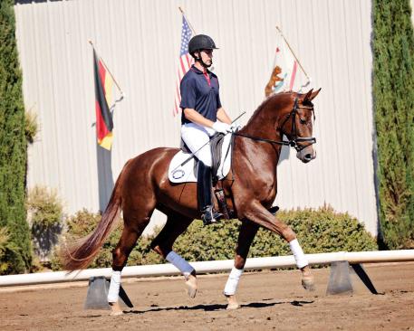 Catalogue #15 - Serendipitous (Sir Donnerhall/Rosario/Archipel) offered at the Pacific Sporthrse Selection Auction October 19-20, 2012