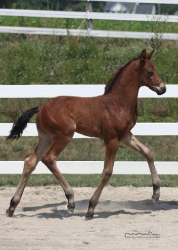 One of the stallion prospects and Foals of Distinction at the Rolling Stone Farm Oldenburg Inspection was Shortstop (Shakespeare RSF). He was among the youngest presented.Shortstop (Shakespeare RSF)