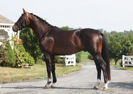 Shotgun (Shakespeare RSF), one of the newly provisional licensed stallions, is from Shakespeare RSF’s freshman crop and Dheputy (Dauphin) out of Elite Mare Rhussia (Rotspon), is a fourth generation product from Swanson’s breeding program and the second licensed stallion that Rhussia has produced.