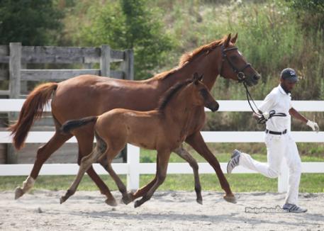 Mare and foal are both in synch and airborn as Shtratego (Shakespeare RSF) earns his Foal of Distinction and Stallion Prospect from the Oldenburg GOV