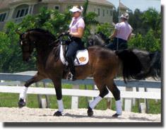 Sunny offered by Heide Degele of Mesa Farm