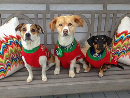 Sophie, Milly and Popsicle, three of the four members of Missy and Doug Smith's rescue dog family.