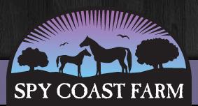 Spy Coast Farm specializes in the breeding and development of top quality performance horses at three locations along the east coast. The breeding, training, competition and sales arms of the business are all integrated. Spy Coast Farm is committed to making top quality performance horses available, and supporting the American Breeder with their Spycoast Farm Young Horse Series.