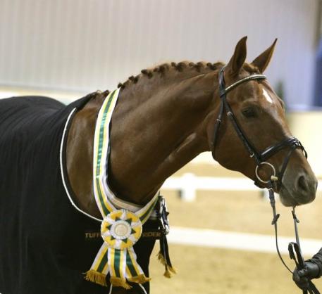 Gallant Reflection HU, 2013 North American Stallion Testing Reserve Champion. Bred and owned by Horses Unlimited of Albuquerque, New Mexico. (Photo: ll-foto.de)