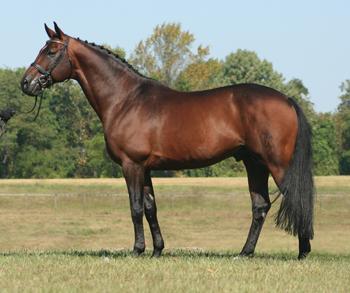 Royal Prince (1999 Hanoverian Stallion - Rohdiamant - Prince Thatch xx - Wenzel I)