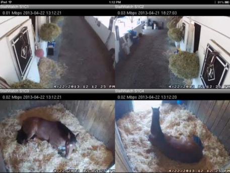 StallWatch clients can check on their horses 24/7. Keeping an extra eye on horses with StallWatch means reduced potential from injury by being cast. It also allows for catching a case of colic early on, which could save a horse's life.