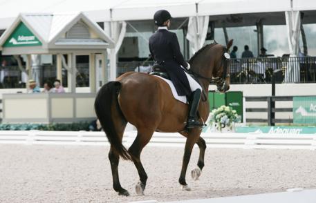 Susan Jaccoma in piaffe  Photo: Betsy LaBelle 