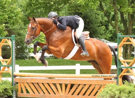  Tammy Provost and Asscher won both Pre-Green classes today and the ,000 Pre-Green Hunter Incentive Stake Class. Photo by Andrew Ryback Photography