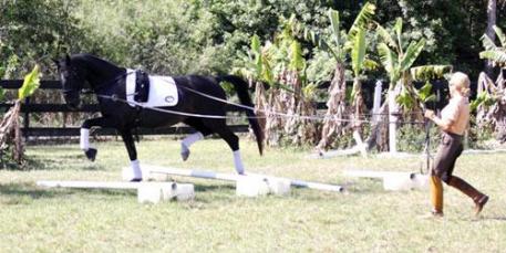 Pandora schooling over cavalettis at Finess Farm. Credit:Goran K. Josefsson