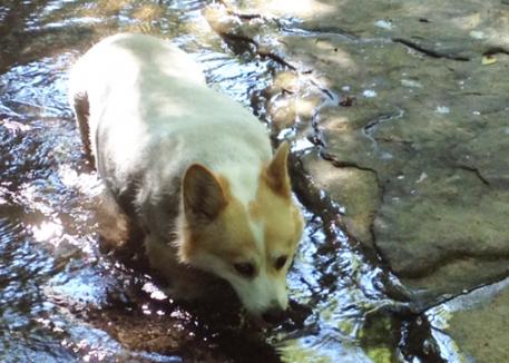 Trooper can now enjoy the walk to the creek each morning thanks to his increased mobility with his daily dose of "Copper's Choice"