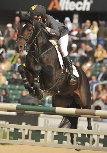 Herald – a Heraldik son in the showjumping