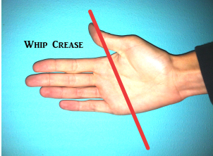 The whip should lay in the center crease of your palm.