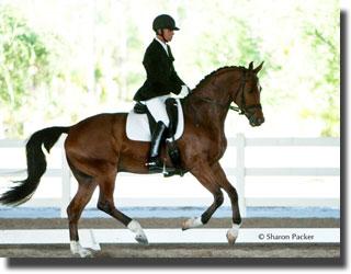 Melissa Mulchahey's Sir Velo was purchased in Euopre at the Westphalen auction. Credit: sharonpacker.com