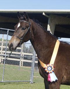 Improv, yearling gelding (UB40 x Zodiac by Rousseau) bred and owned by Sandi Lieb -High scoring KWPN-NA horse, 8.85, First place in Yearlings In-Hand, and second highest overall score of the show.
