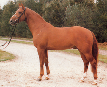 Wittinger the first licensing winner - Weltmeyer x Raphael (Photo: Werner Ernst)