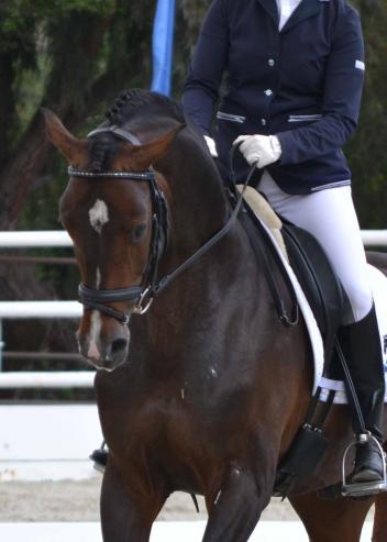 HorseShow.com announces the launch of a new online young horse dressage evaluation program with Janet Foy. (Photo: Jennifer M. Keeler)