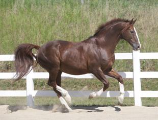 Gold Luck pictured at 19 years young! (Photo: Courtesy Rolling Stone Farm)