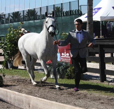 Zerbino Interagro and handler Gary Yeager on their way to the win in the ShowChic Jog Turnout award.