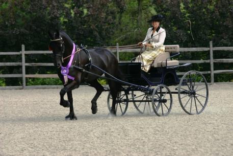 Iron Spring Farm's Evita ISF and Crystal Burr's Ivanka Nicole performed to crowning achievement in front of the able hands of trainer and driver, Suzy Stafford, at the September 18 FHANA Keuring hosted at Iron Spring Farm in Coatesville, PA. (Photo courtesy of Jennifer Terrey-Manderscheid)