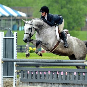 Besos, Dutch Mare, Flashpoint Bloodstock, Sporthorseauctions.com