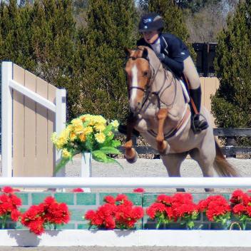 Chipotle - top of the line medium pony - Eligible Green